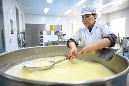 內蒙古鑲黃旗 傳統奶制品產業助力鄉村振興