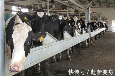 和平乳業(yè)逆勢(shì)崛起,企業(yè)再造又創(chuàng)第一,這才是真正的大機(jī)會(huì)